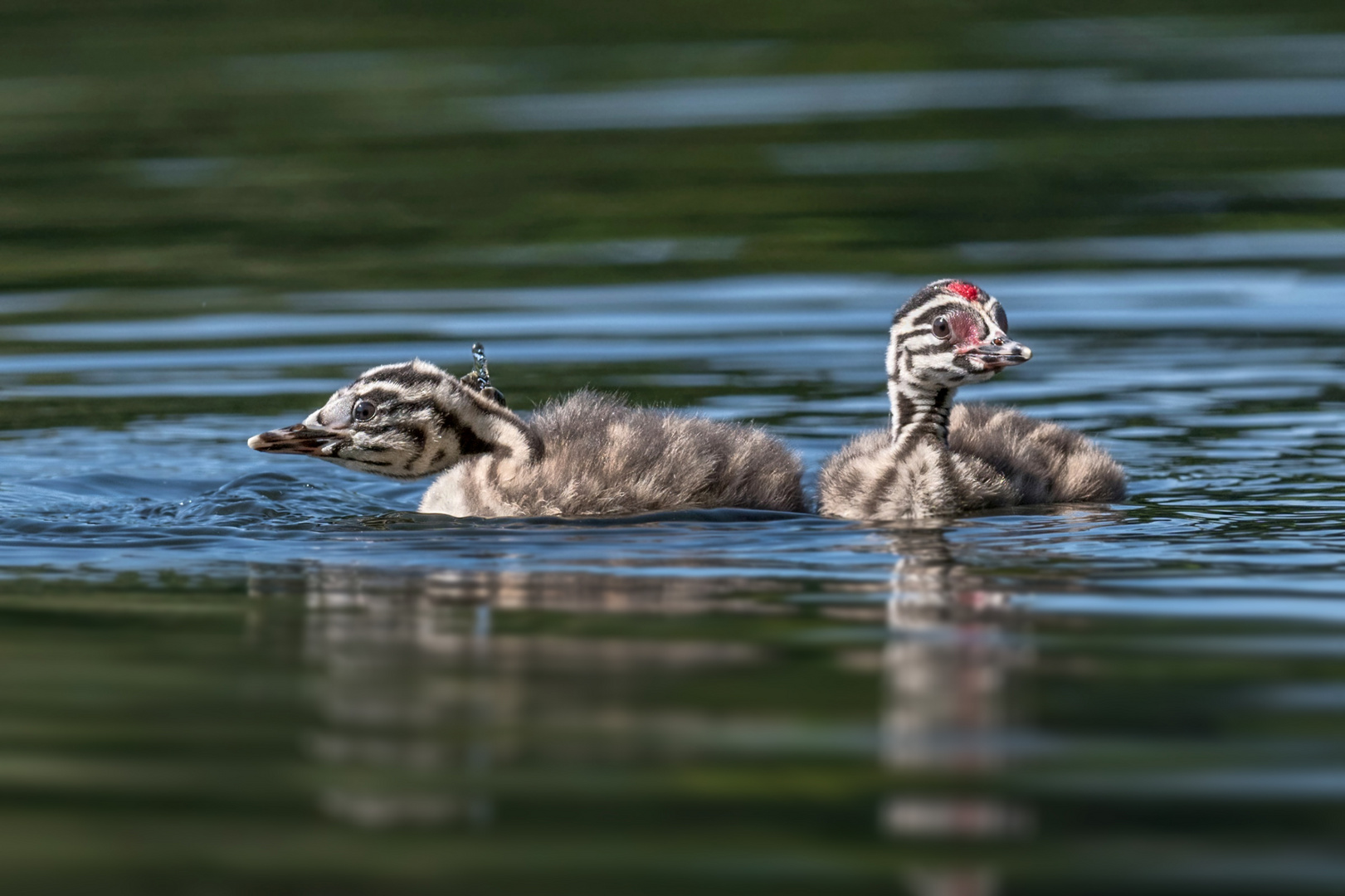 Haubentaucher (Podiceps cristatus)