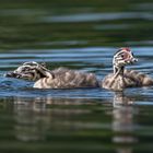 Haubentaucher (Podiceps cristatus)