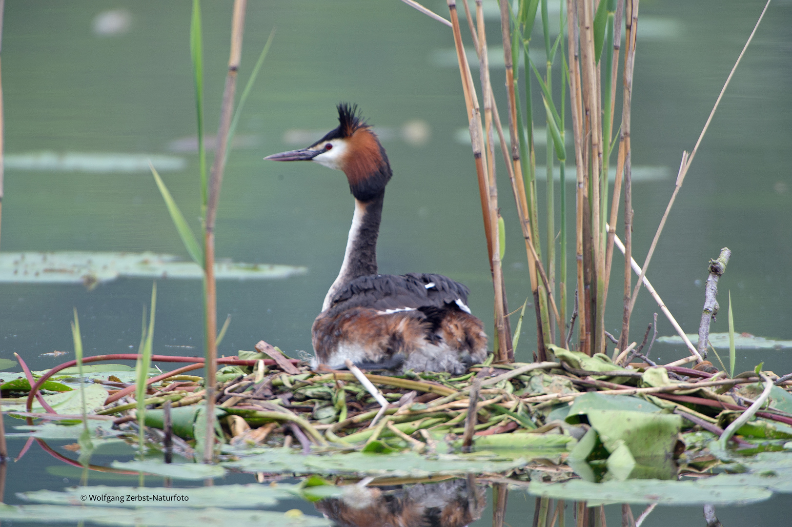 --- Haubentaucher ---  ( Podiceps cristatus ) 