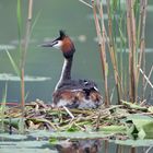 --- Haubentaucher ---  ( Podiceps cristatus ) 