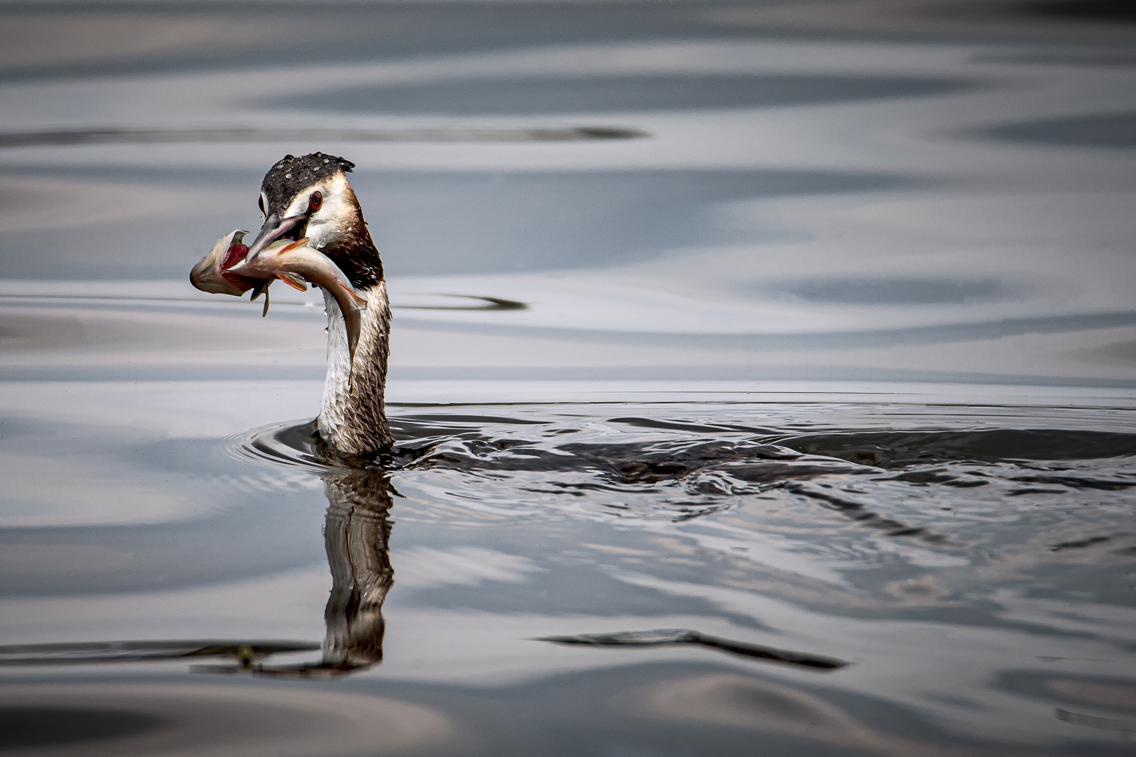 Haubentaucher (Podiceps cristatus) 