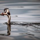 Haubentaucher (Podiceps cristatus) 