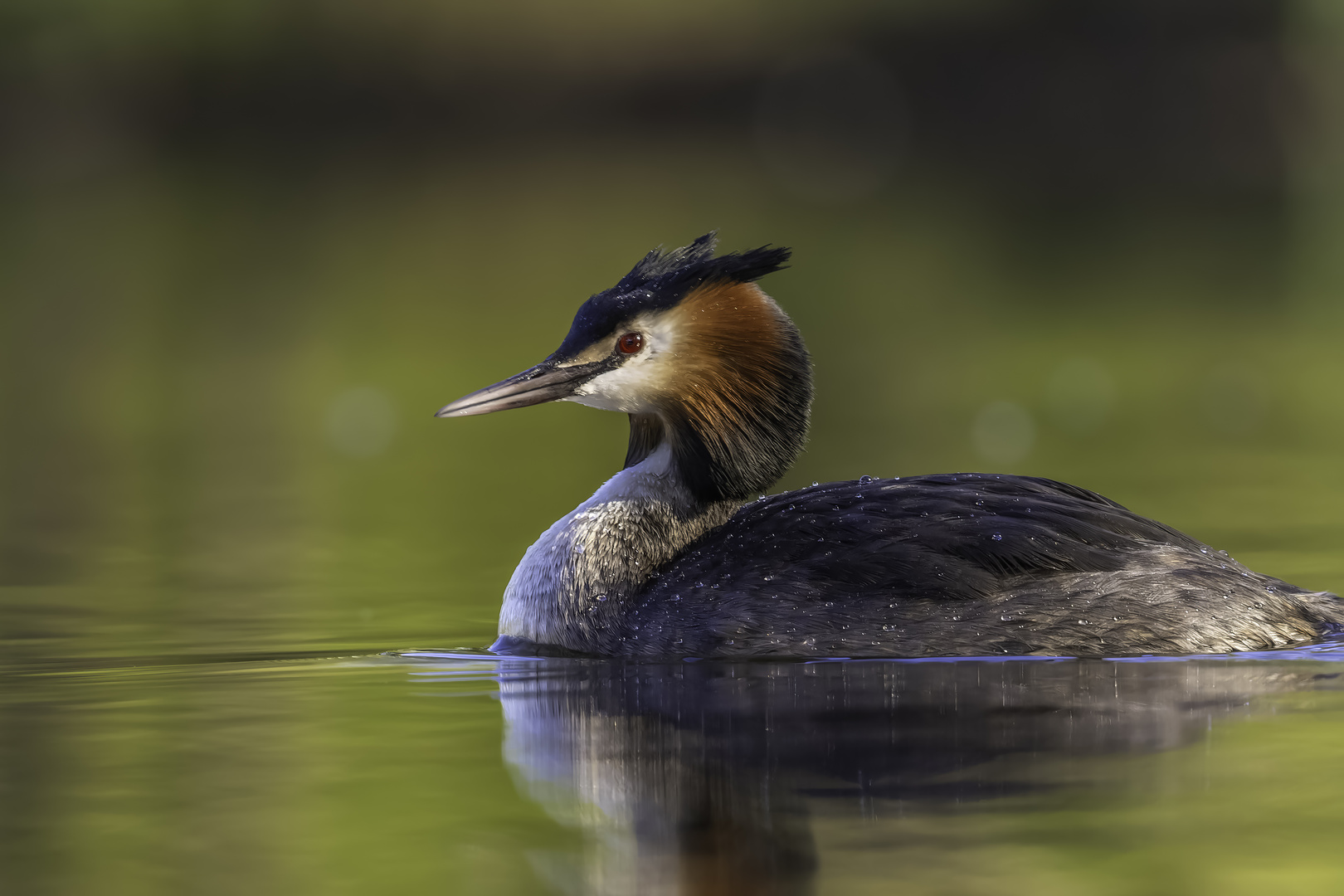 Haubentaucher (Podiceps cristatus)