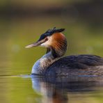 Haubentaucher (Podiceps cristatus)