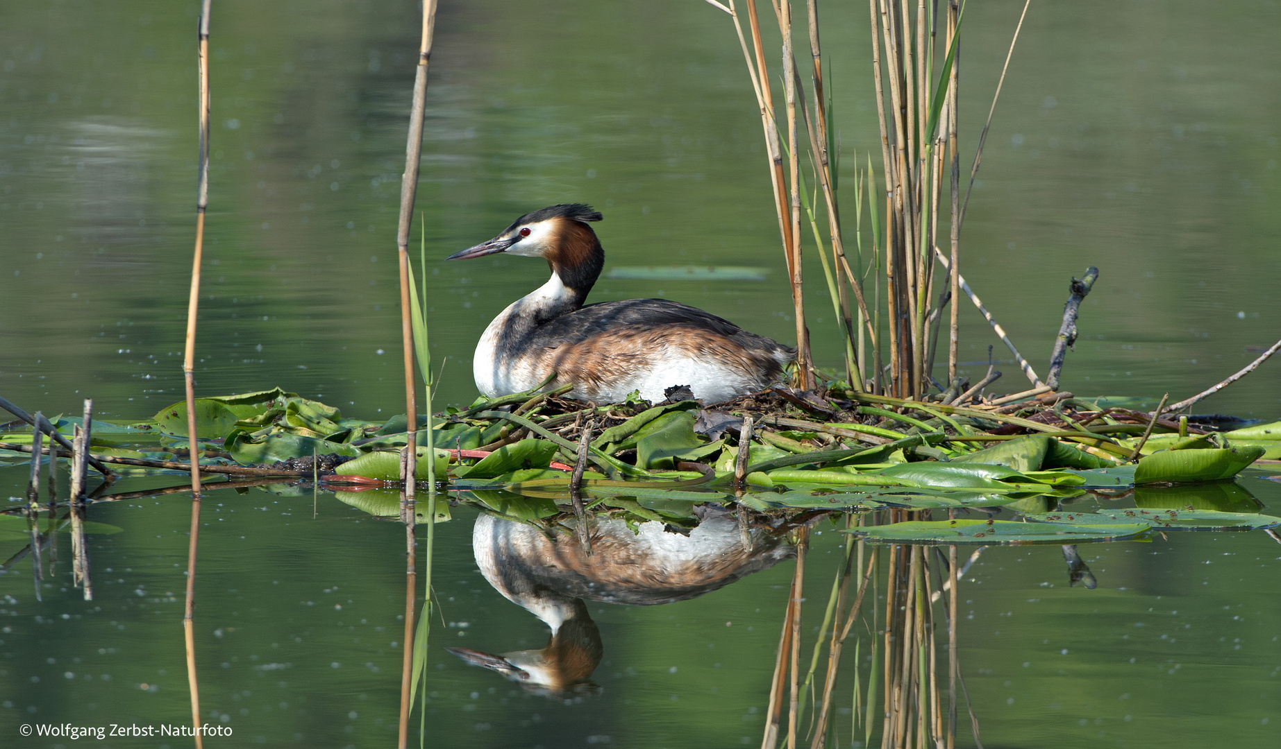 --- Haubentaucher ---  ( Podiceps cristatus )