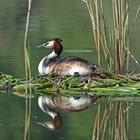 --- Haubentaucher ---  ( Podiceps cristatus )