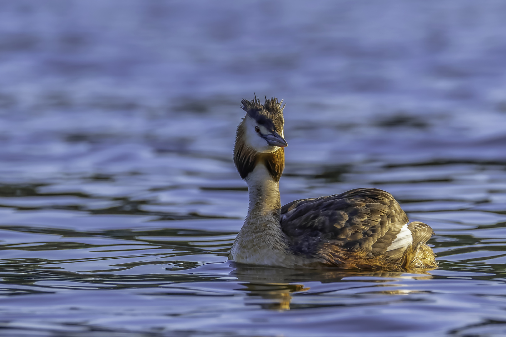 Haubentaucher (Podiceps cristatus)