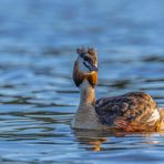 Haubentaucher (Podiceps cristatus)