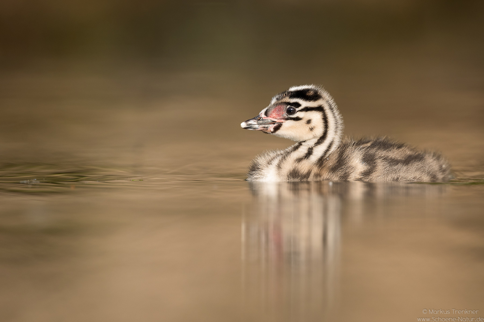 Haubentaucher [Podiceps cristatus]