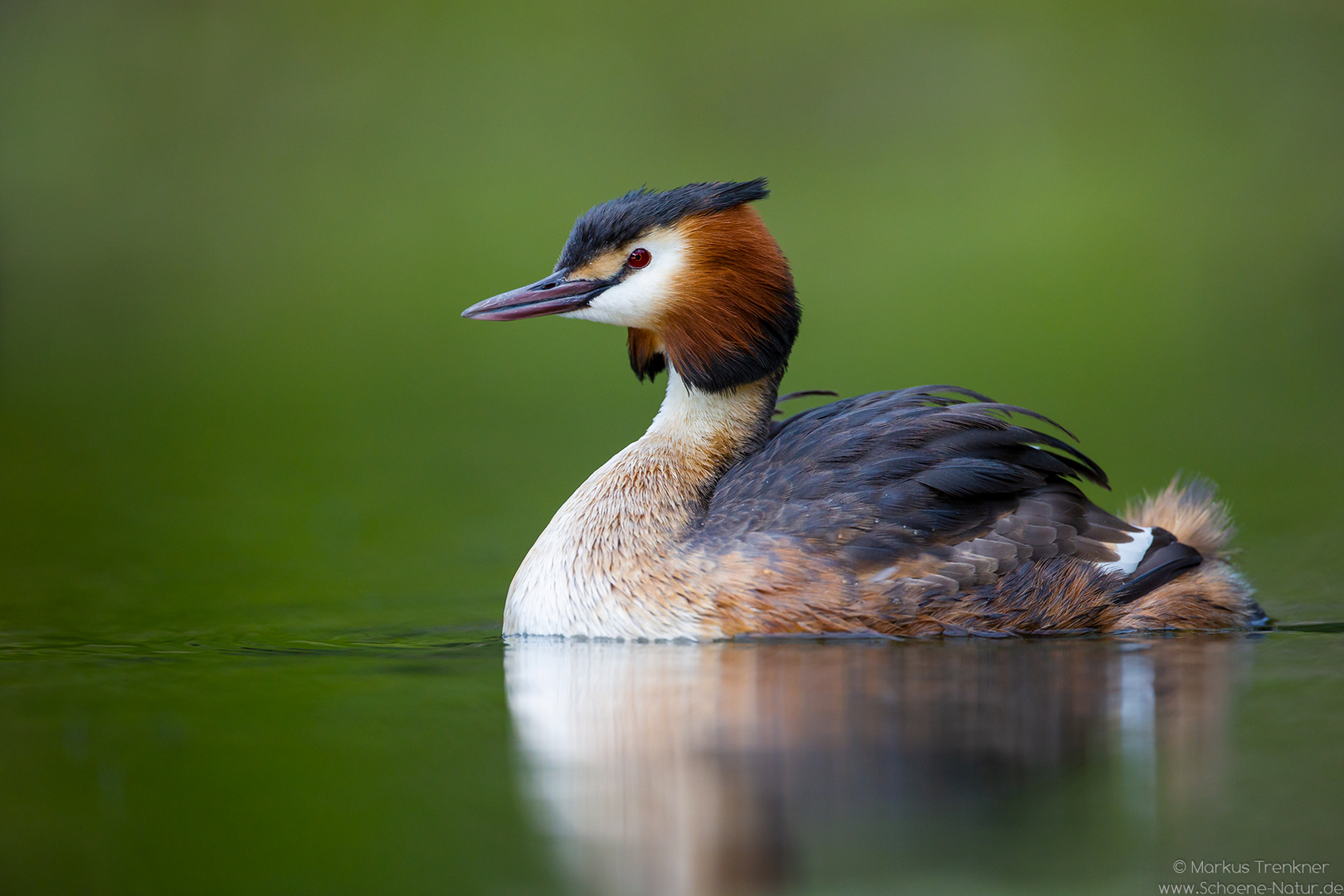 Haubentaucher [Podiceps cristatus]