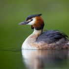 Haubentaucher [Podiceps cristatus]