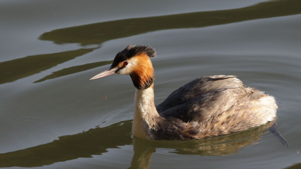 Haubentaucher (Podiceps cristatus)