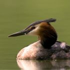 Haubentaucher (Podiceps cristatus)