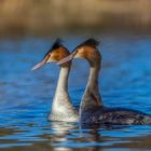 Haubentaucher (Podiceps cristatus)