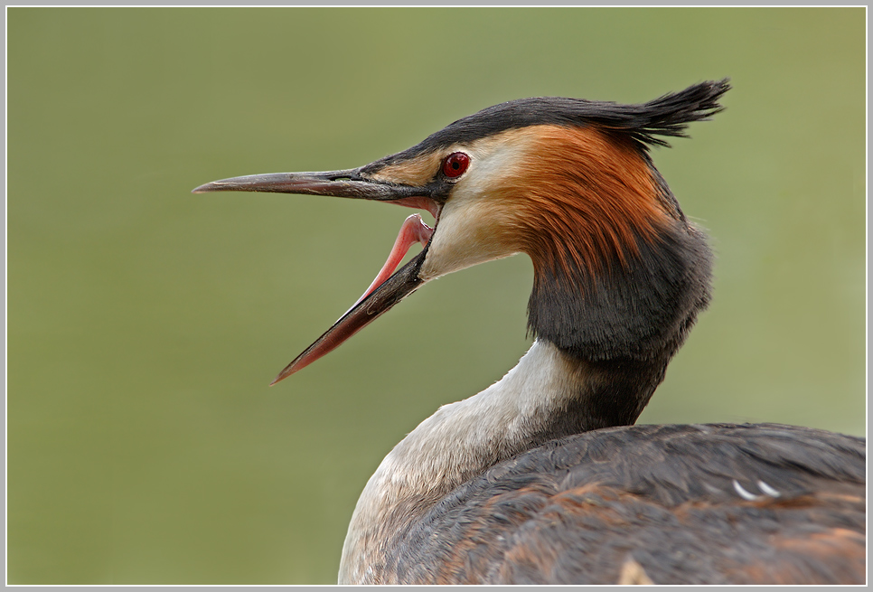 Haubentaucher (Podiceps cristatus)