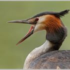 Haubentaucher (Podiceps cristatus)