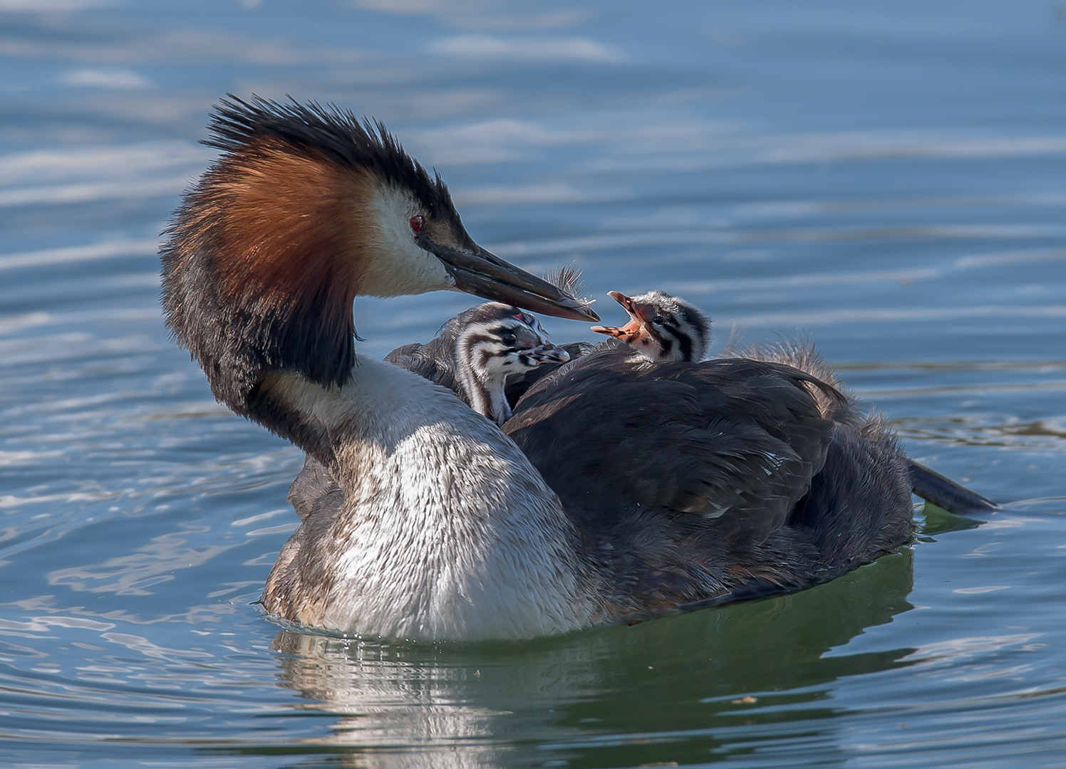 Haubentaucher (Podiceps cristatus) 