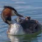 Haubentaucher (Podiceps cristatus) 