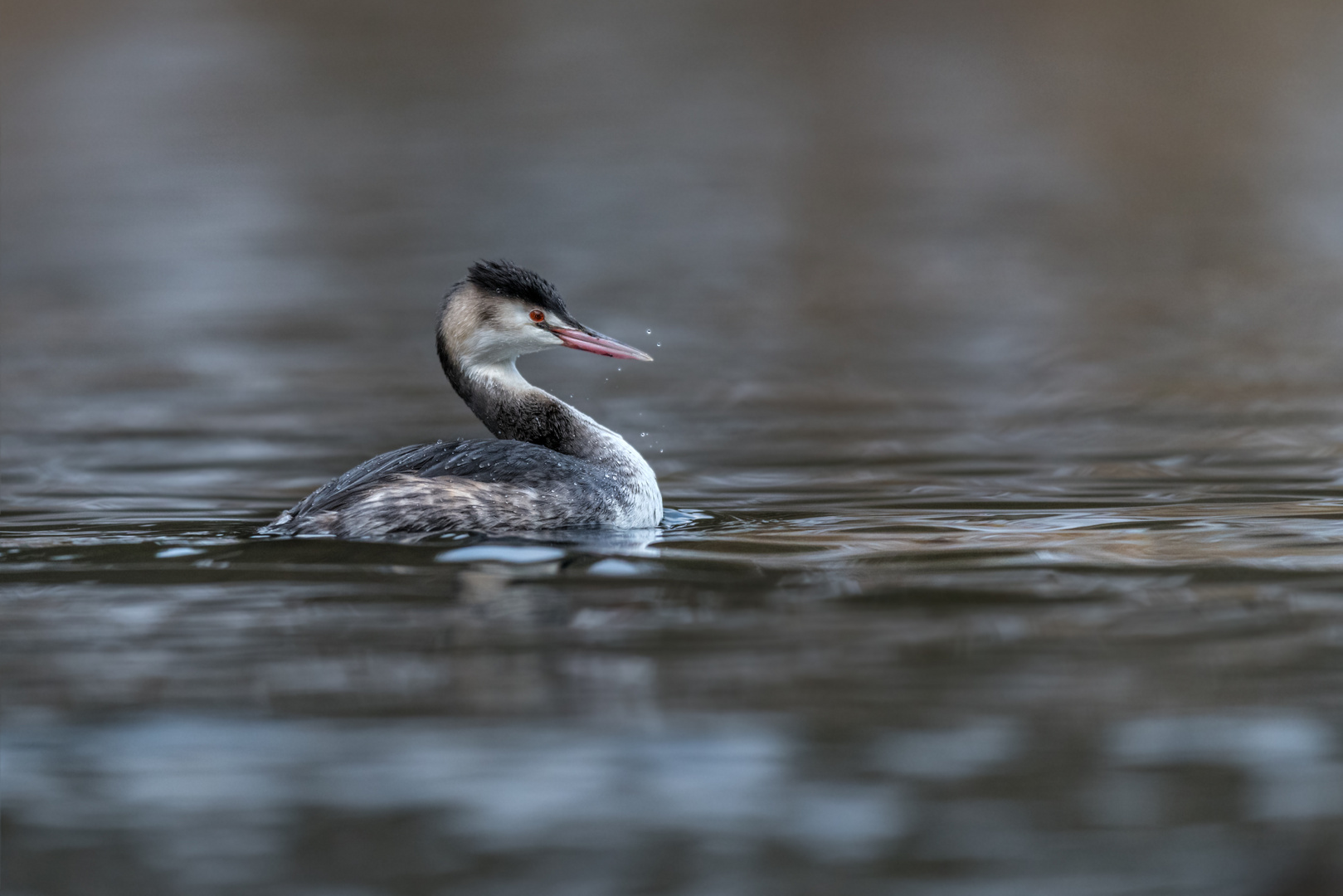  Haubentaucher (Podiceps cristatus)