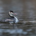  Haubentaucher (Podiceps cristatus)