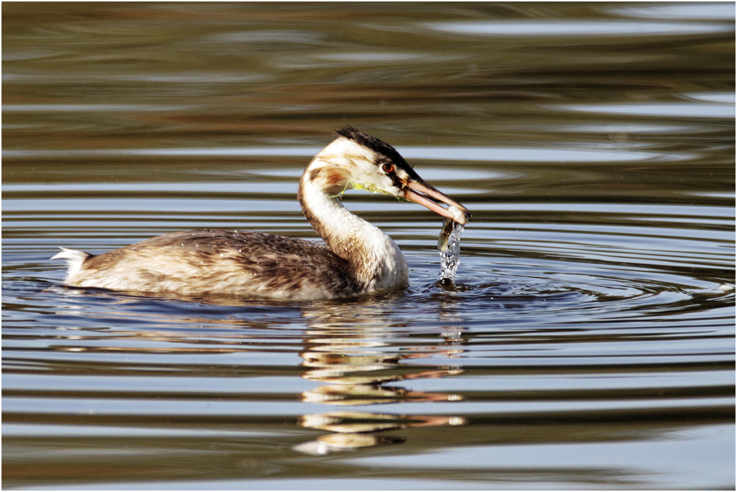 Haubentaucher (Podiceps cristatus)