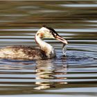 Haubentaucher (Podiceps cristatus)