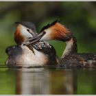 Haubentaucher (Podiceps cristatus)