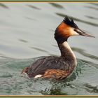 Haubentaucher, (Podiceps cristatus) Flachsee Rottenschwil 75 2023-03-03 118 ©