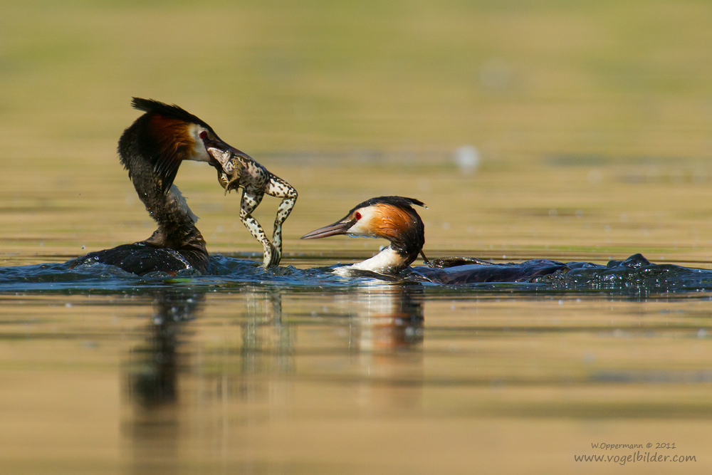 Haubentaucher (Podiceps cristatus) Froschschenkel