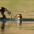 Haubentaucher (Podiceps cristatus) Froschschenkel