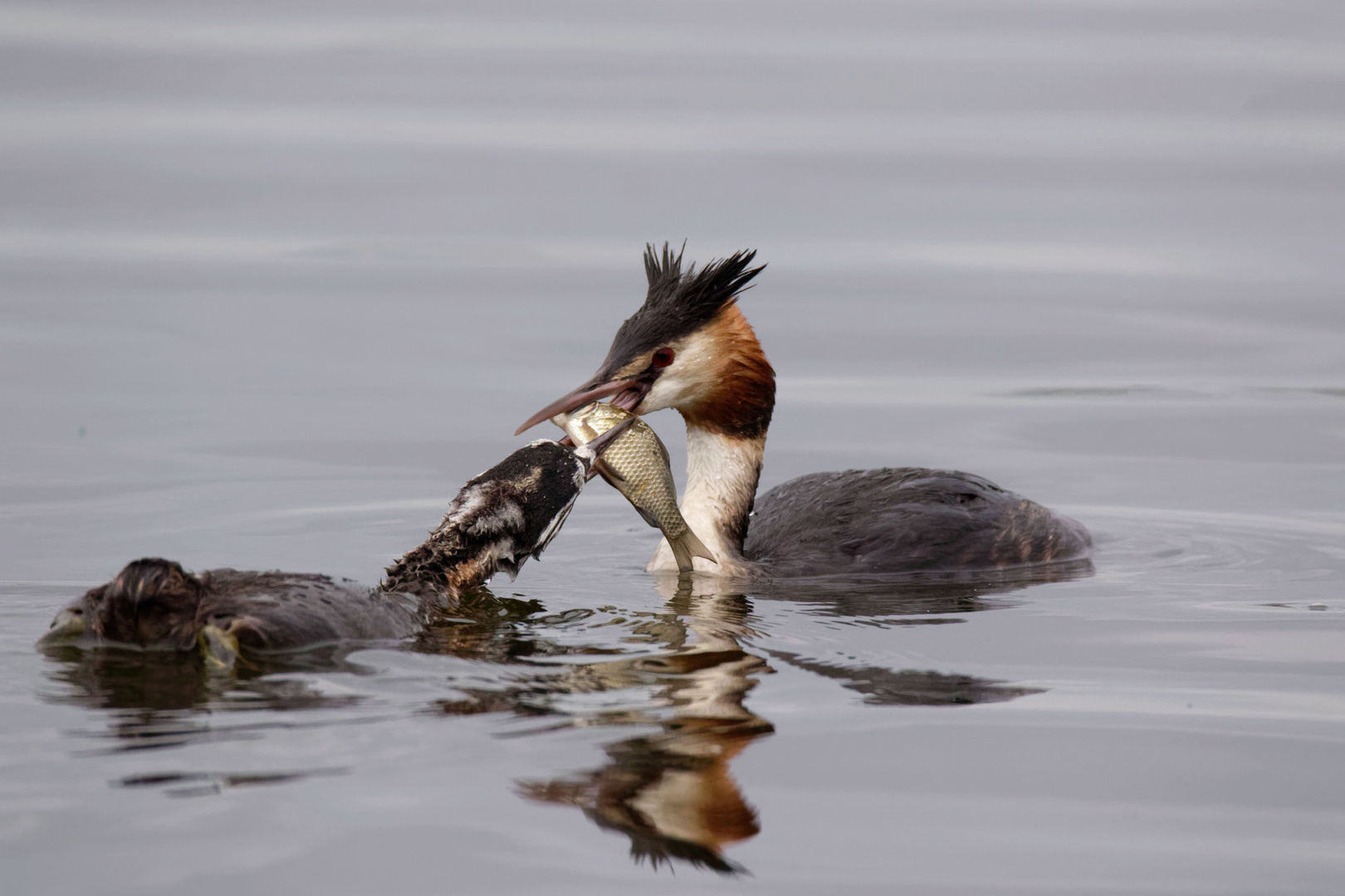 Haubentaucher Podiceps cristatus - Futterübergabe