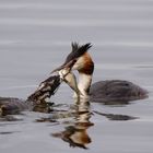 Haubentaucher Podiceps cristatus - Futterübergabe