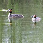 Haubentaucher (Podiceps cristatus), Great crested grebe, Somormujo lavanco