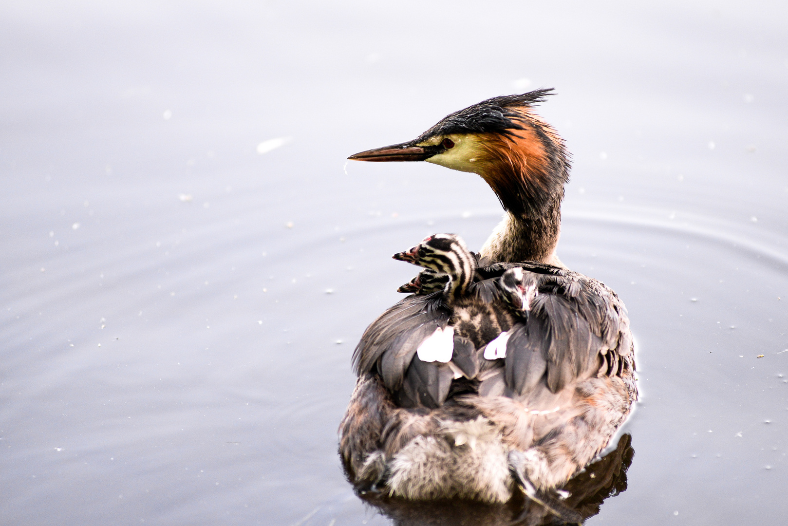 Haubentaucher (Podiceps cristatus) II