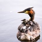 Haubentaucher (Podiceps cristatus) II