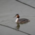 Haubentaucher (Podiceps cristatus) im Prachtkleid