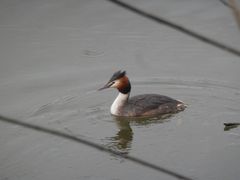 Haubentaucher (Podiceps cristatus) im Prachtkleid