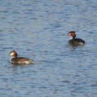 Haubentaucher (Podiceps cristatus) im Prachtkleid