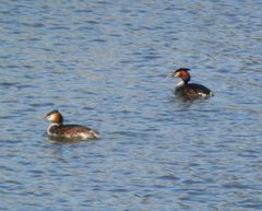 Haubentaucher (Podiceps cristatus) im Prachtkleid