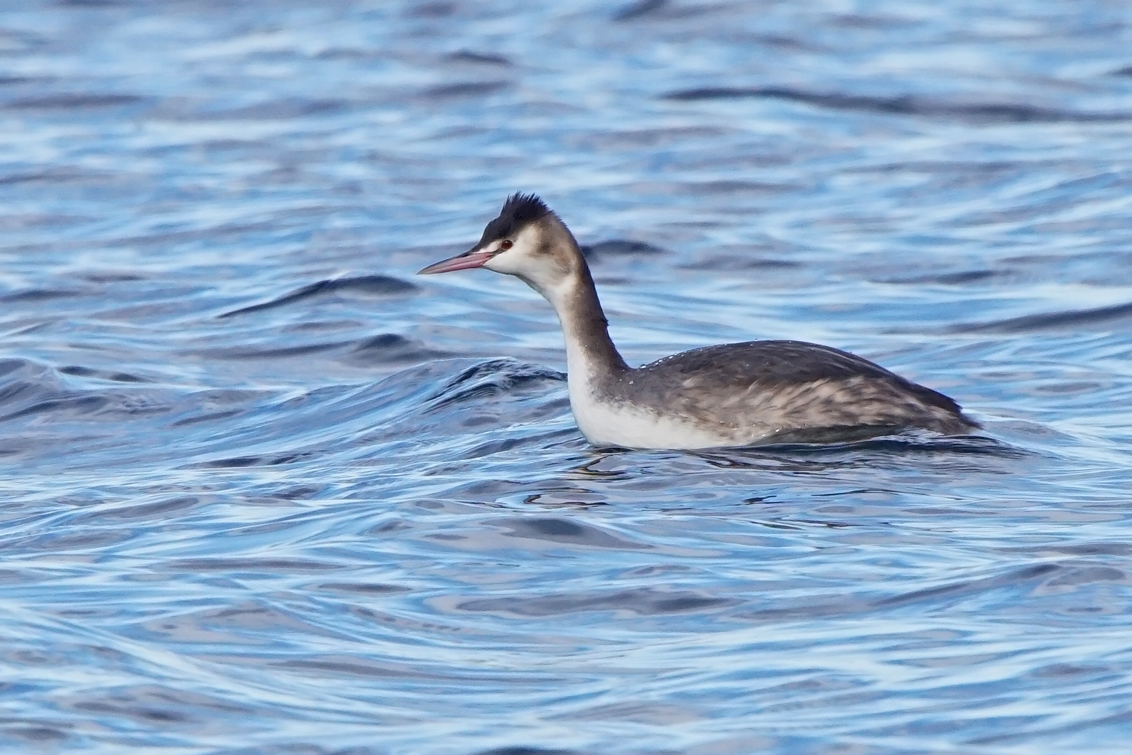 Haubentaucher (Podiceps cristatus) im Schlichtkleid