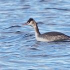 Haubentaucher (Podiceps cristatus) im Schlichtkleid