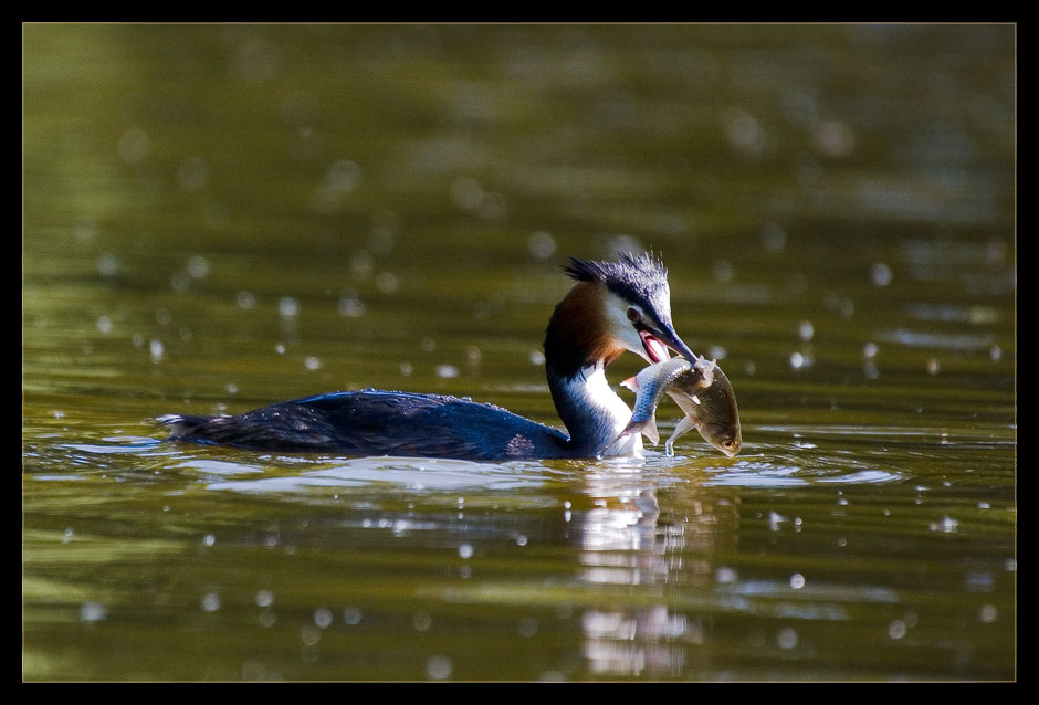 Haubentaucher (Podiceps cristatus) mit Beute, Göttinger Kiessee