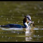 Haubentaucher (Podiceps cristatus) mit Beute, Göttinger Kiessee