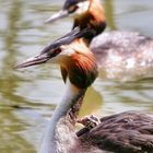 Haubentaucher (Podiceps cristatus) mit Nachwuchs 