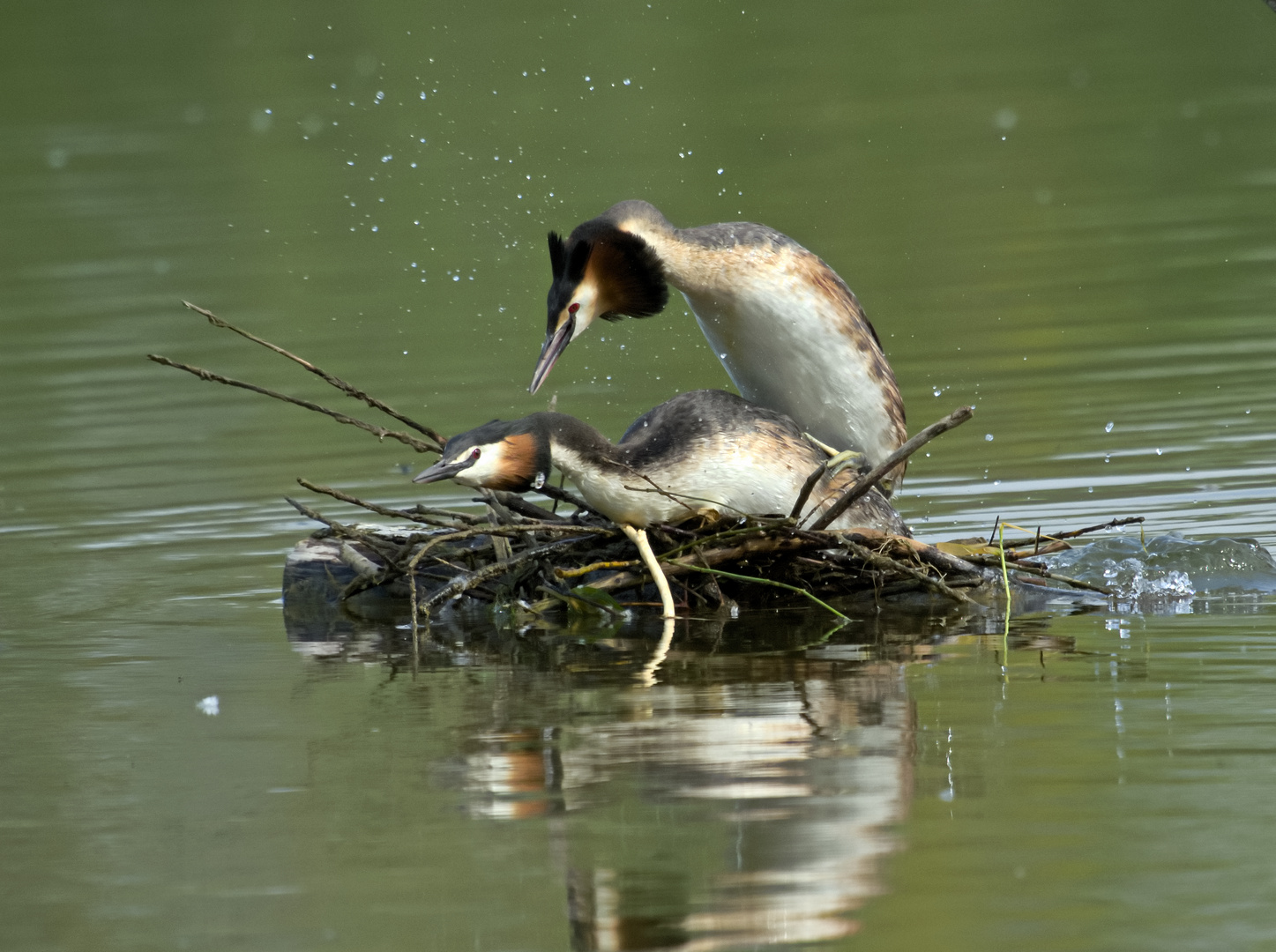 Haubentaucher - Podiceps cristatus -  Paarung ....