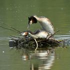 Haubentaucher - Podiceps cristatus -  Paarung ....