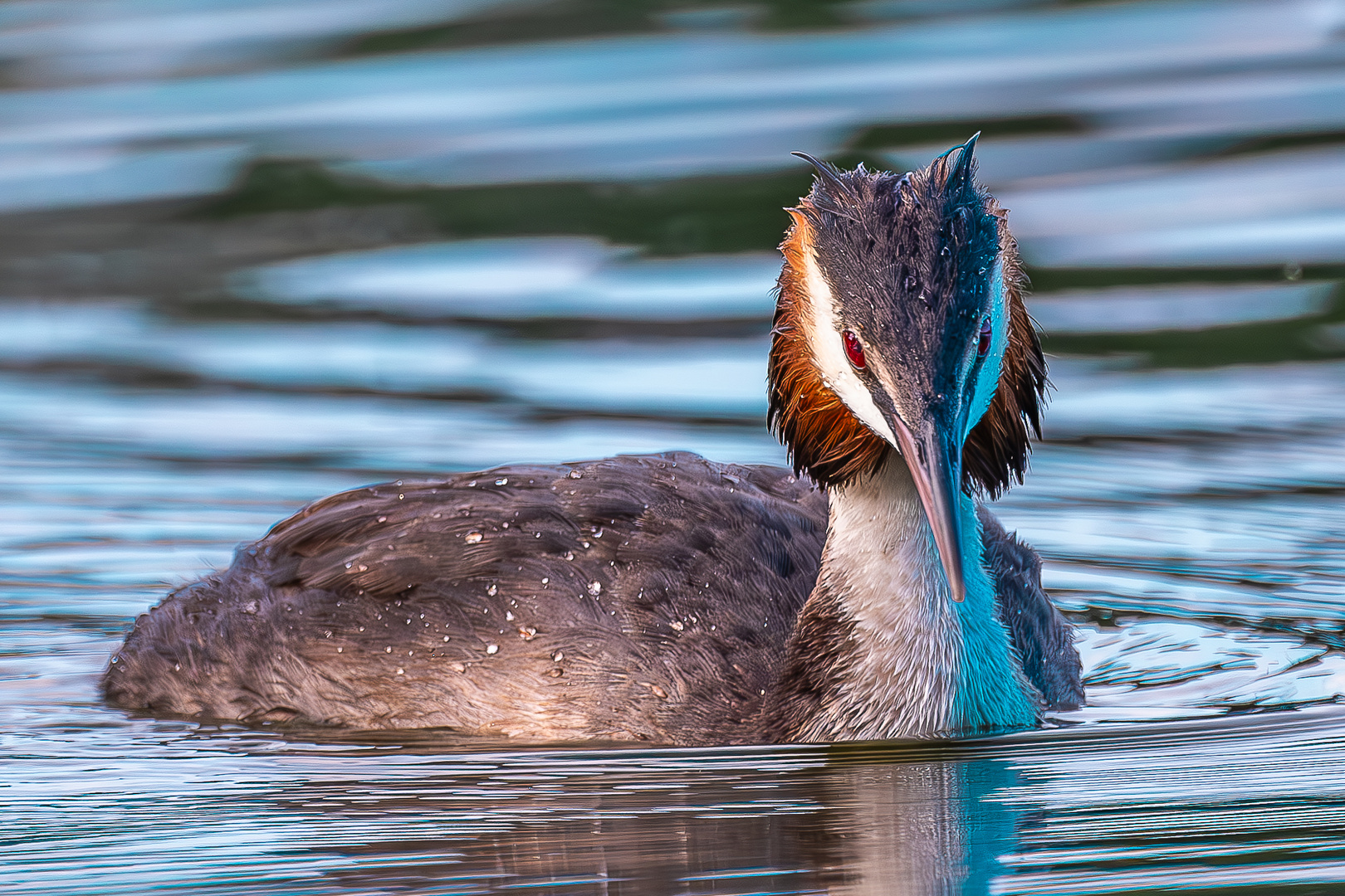 Haubentaucher (Podiceps cristatus) Portrait