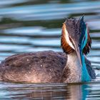 Haubentaucher (Podiceps cristatus) Portrait