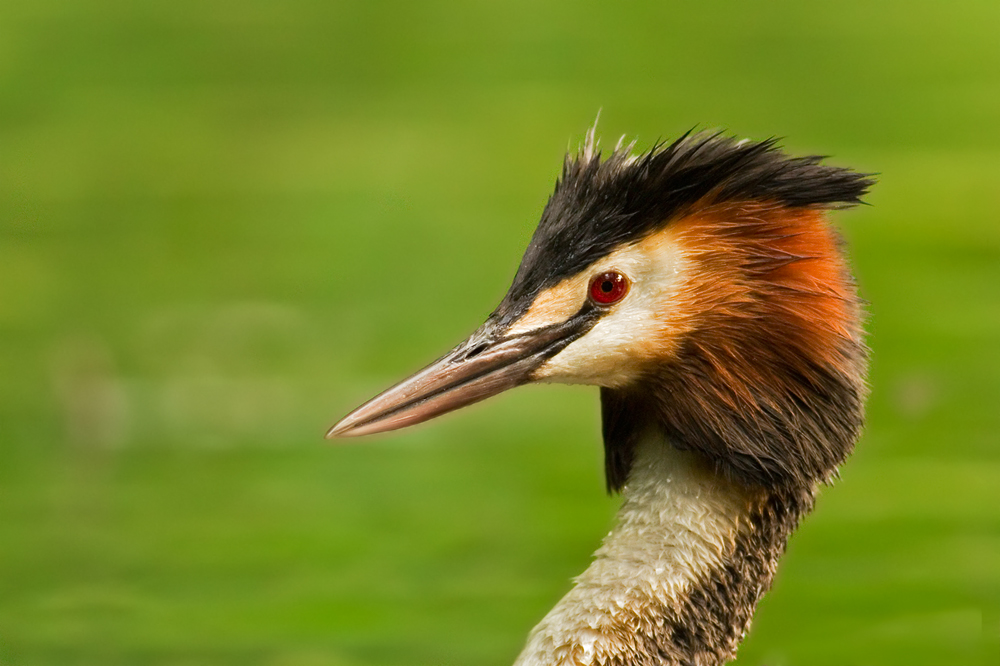 Haubentaucher podiceps cristatus portret