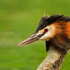 Haubentaucher podiceps cristatus portret